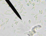 Hemimycena cucullata image