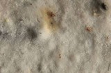 Phanerochaete sordida image