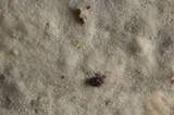 Phanerochaete sordida image