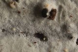 Phanerochaete sordida image