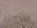 Phanerochaete sordida image