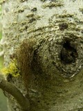Bryoria fuscescens image