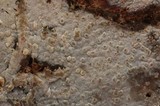 Xenasma praeteritum image