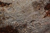 Xenasma praeteritum image