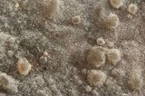 Xenasma praeteritum image