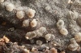 Xenasma praeteritum image