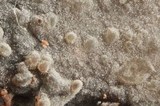 Xenasma praeteritum image