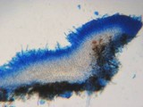 Xenasma praeteritum image