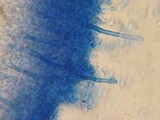 Xenasma praeteritum image