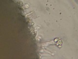 Xenasma praeteritum image