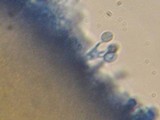 Xenasma praeteritum image