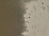 Xenasma praeteritum image
