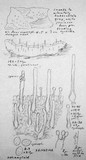 Xenasma praeteritum image