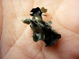 Parmelia barrenoae image