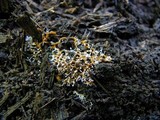Polycephalomyces tomentosus image