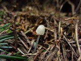 Mycena amicta image