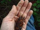 Mycena amicta image