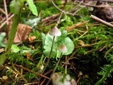 Mycena amicta image