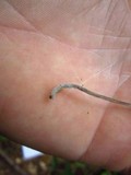 Mycena amicta image