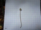 Mycena amicta image