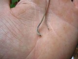 Mycena amicta image