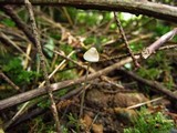 Mycena amicta image
