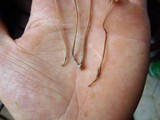 Mycena amicta image