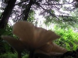 Clitocybe gibba image