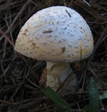 Amanita persicina image