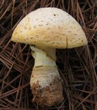 Amanita persicina image