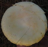 Amanita persicina image