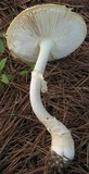 Amanita persicina image