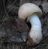 Amanita persicina image