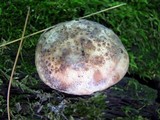 Camarops petersii image