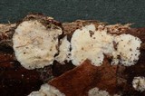 Skeletocutis alutacea image