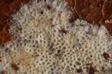 Skeletocutis alutacea image
