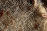 Skeletocutis alutacea image