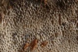 Skeletocutis alutacea image