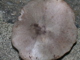 Tricholoma pardinum image