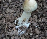 Amanita murrilliana image