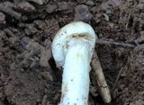 Amanita murrilliana image