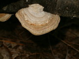 Trametes hirsuta image