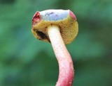 Boletus rubellus image