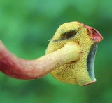 Boletus rubellus image