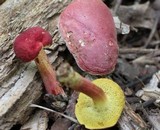 Boletus rubellus image