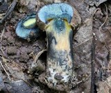 Boletus pulverulentus image