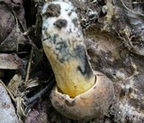 Boletus pulverulentus image