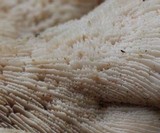 Lentinellus ursinus image