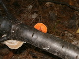 Trametes hirsuta image