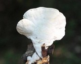 Loweomyces fractipes image